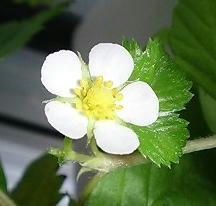 ws_hana0704.JPG