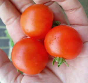 tomato0705_mi.JPG