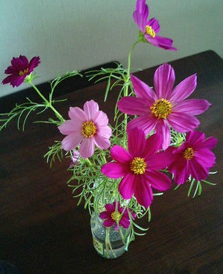 cosmos0706_hana2.JPG