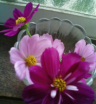 cosmos0706_hana3.JPG