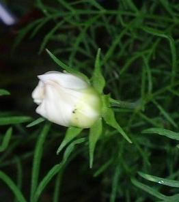 cosmos0707.JPG