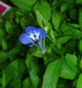 lobelia0707.JPG