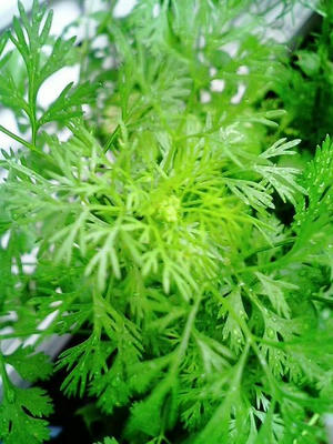 coriander0707.JPG