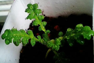 fivespot0707_1.JPG