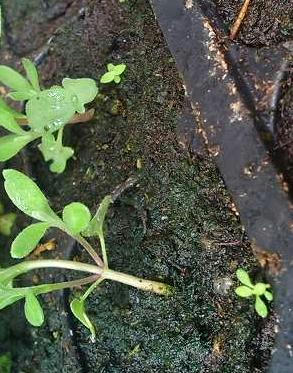 polyantha_g0707_1.JPG