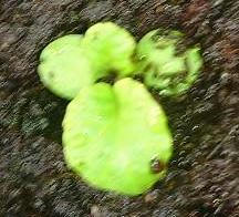 polyantha_s0707_1.JPG