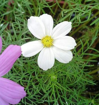 cosmos0708.JPG