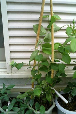 blueberry0708.JPG