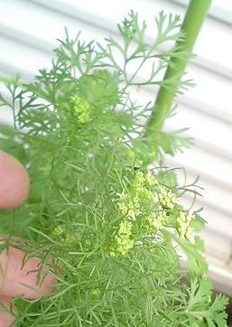 coriander0708.JPG