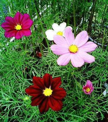 cosmos0708_2.JPG