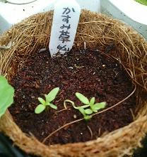 kasumiso0708_1.JPG