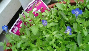lobelia0708.JPG