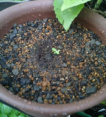 polyantha_g0708.JPG
