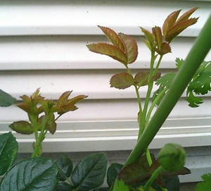 rose_b_0708.JPG