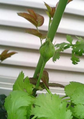 rose_b_0708_1.JPG