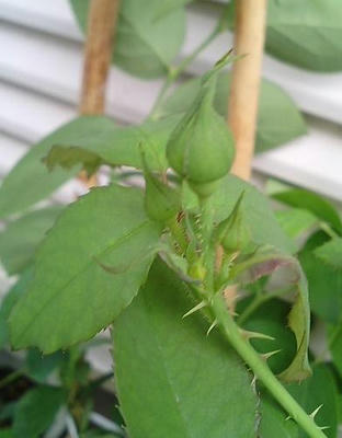 rose_c_0708.JPG