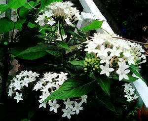 pentas0708.JPG