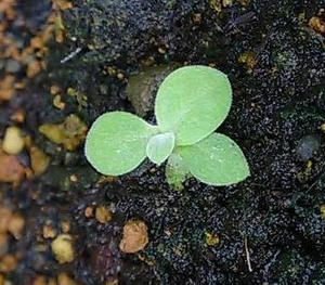 polyantha_g0711.JPG