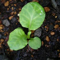 polyantha_s0711.JPG