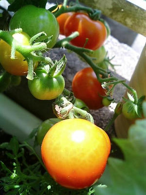 tomato0713.JPG
