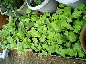 kogiku_aster0714.JPG
