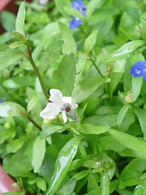 lobelia0714.JPG