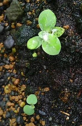 polyantha_g0714.JPG