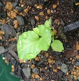 polyantha_s0714.JPG