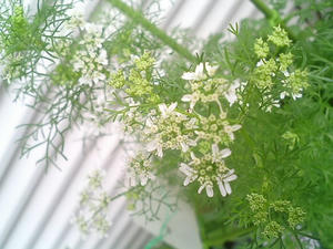coriander0715.JPG