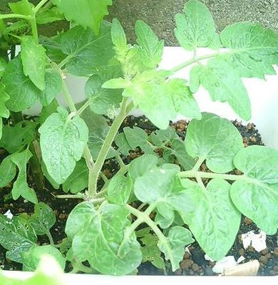 tomato0715.JPG
