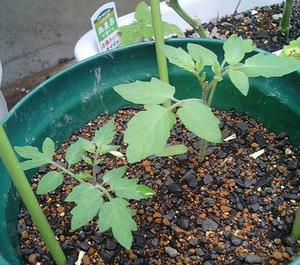 tomato_s0715.JPG