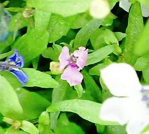 lobelia0716.JPG