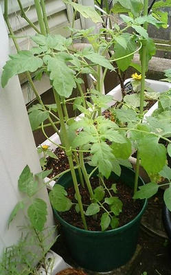 tomato_s0726.JPG