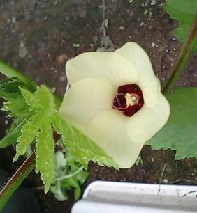 okura0720_2.JPG