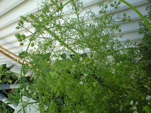 coriander0730.jpg