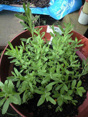 lavender0730.jpg