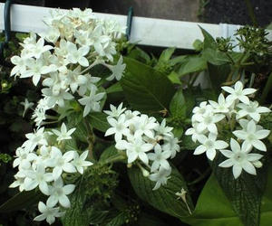 pentas0730.jpg