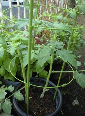 tomato_s0730.jpg