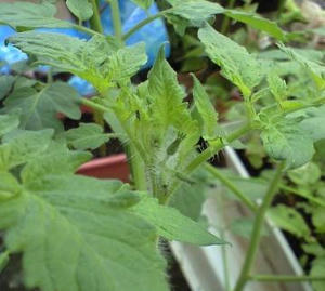 tomato_s0730_hana.jpg