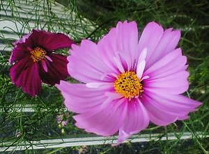cosmos0804_2.jpg