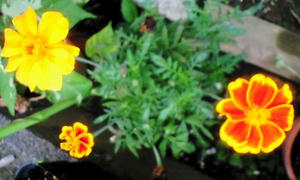 marrygold0804.jpg