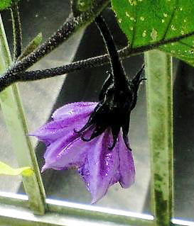 nasu0804.jpg