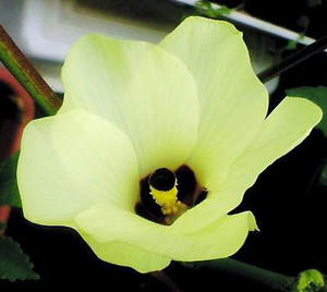 okura0804.jpg