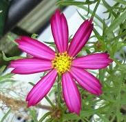 cosmos0805.jpg