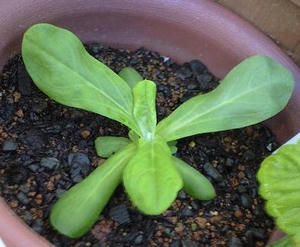 polyansa_g0806.JPG