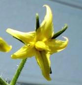 MINITOMATO_S_HANA0808.jpg