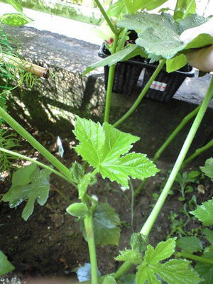 OKURA0808_2.jpg