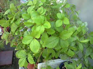 ws0808.jpg