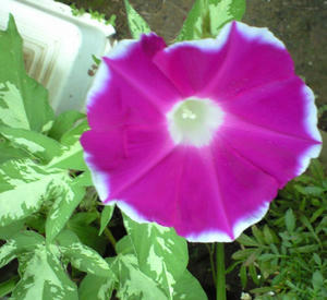 asagao0810.JPG