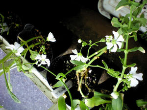 kasumisou0814.JPG